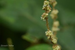 Boehmeria macrophylla